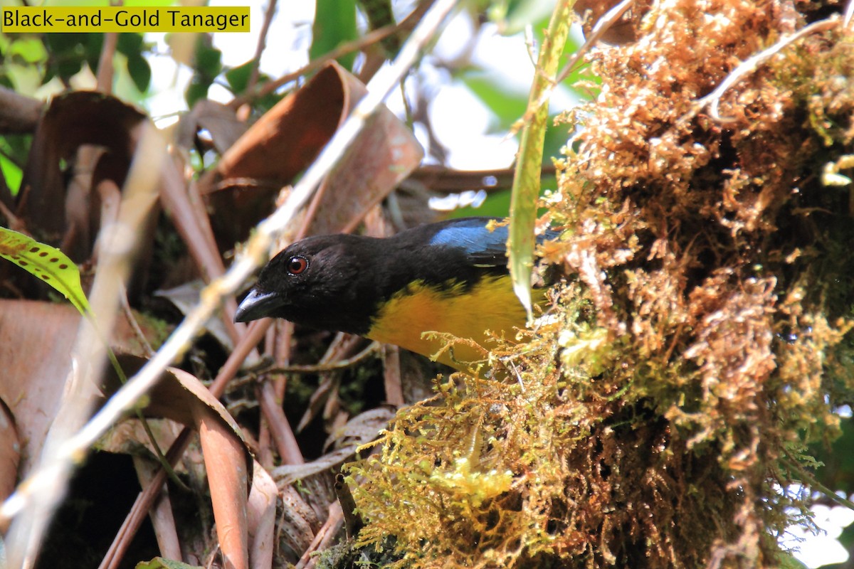 Black-and-gold Tanager - ML172165491