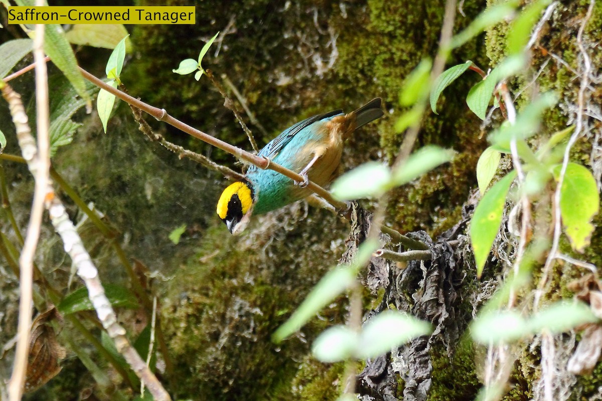 Saffron-crowned Tanager - ML172165991
