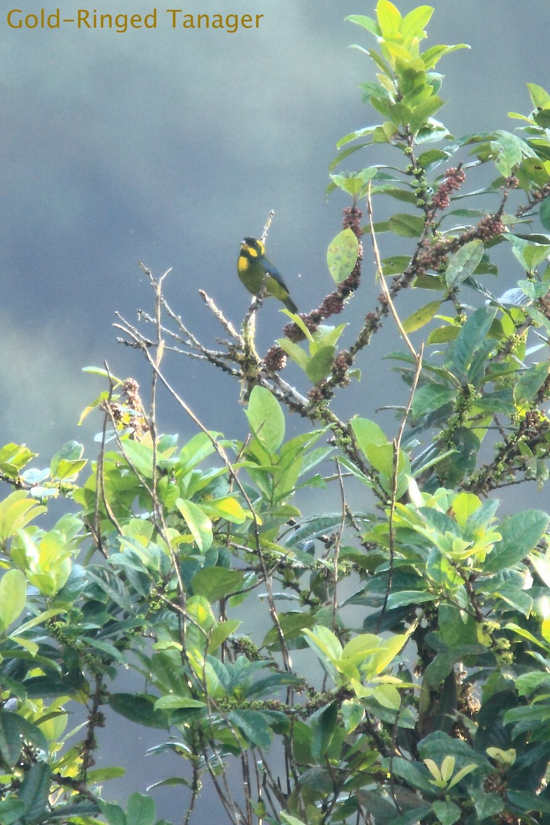 Gold-ringed Tanager - ML172166041