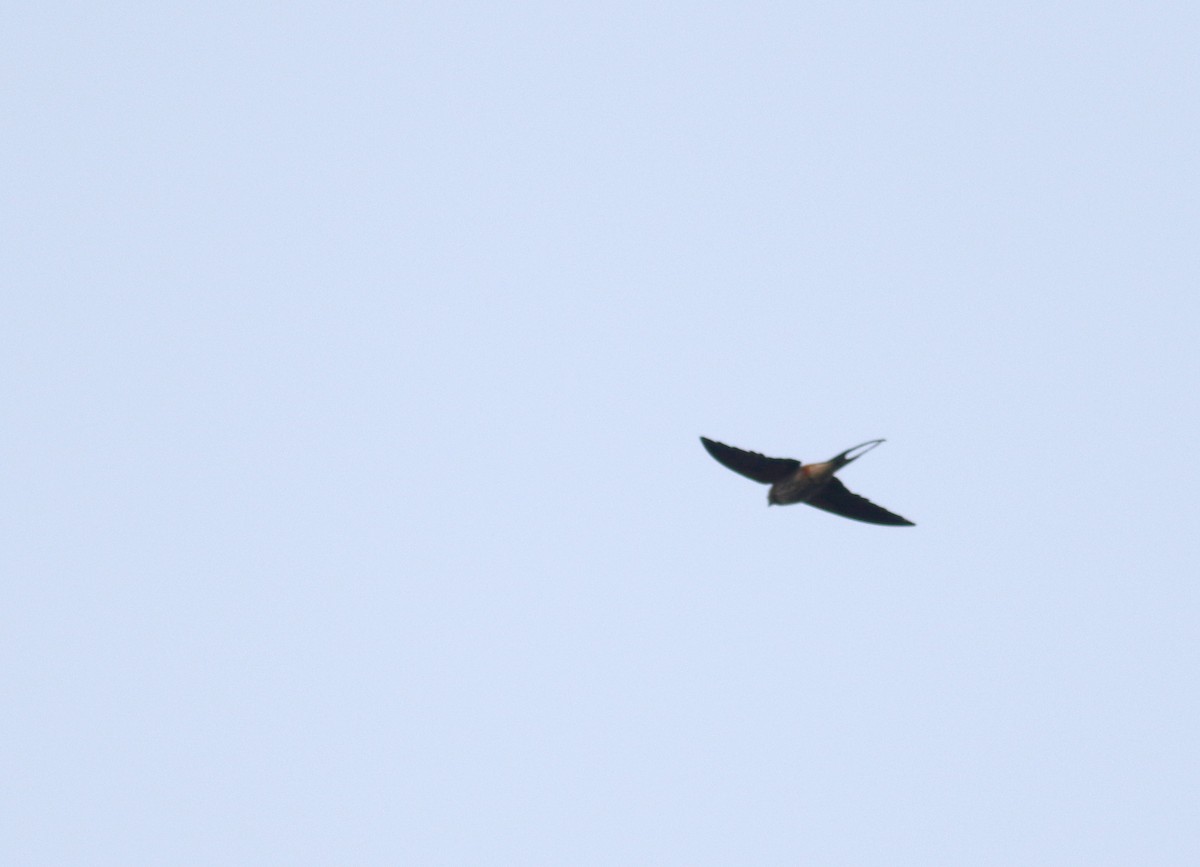 Lesser Striped Swallow - Daniel Branch