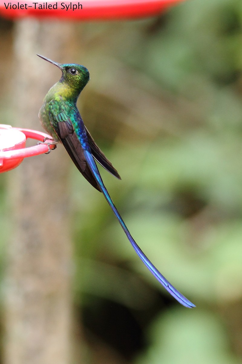 Violet-tailed Sylph - ML172166611