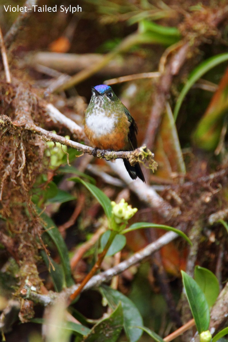 Violet-tailed Sylph - ML172166621
