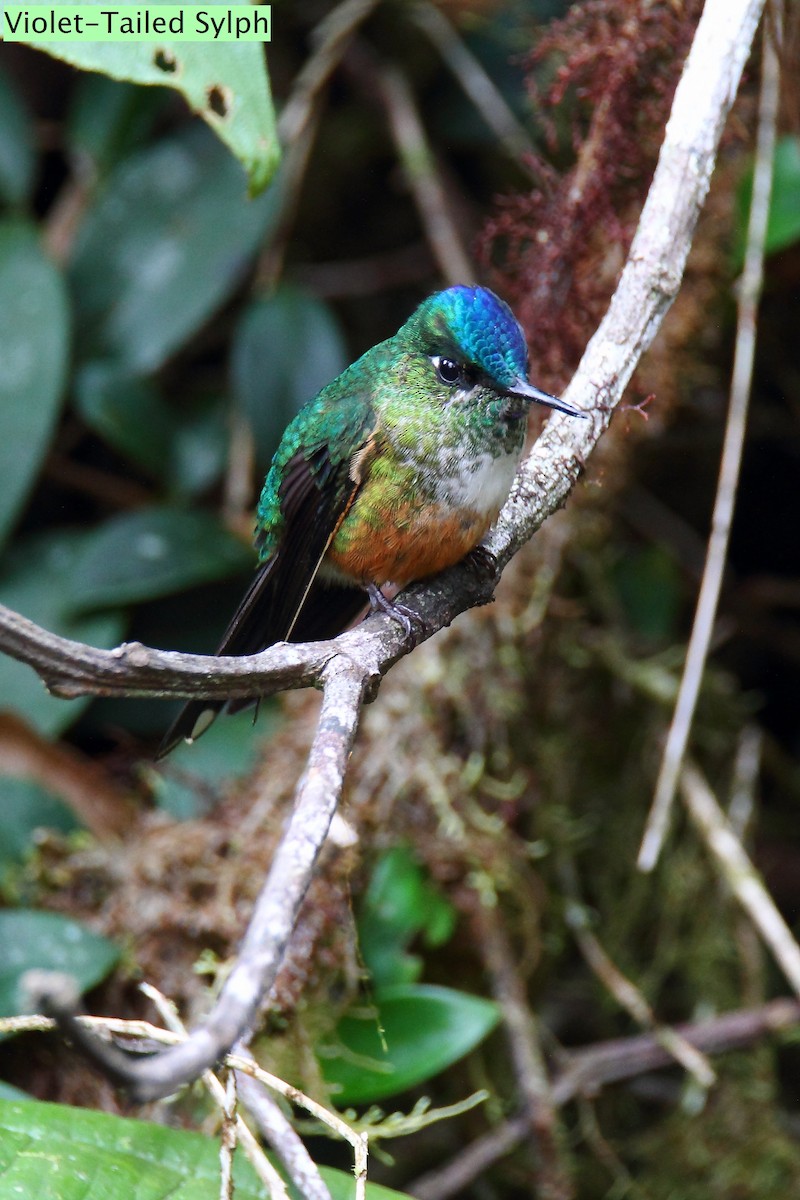 Violet-tailed Sylph - Butch Carter