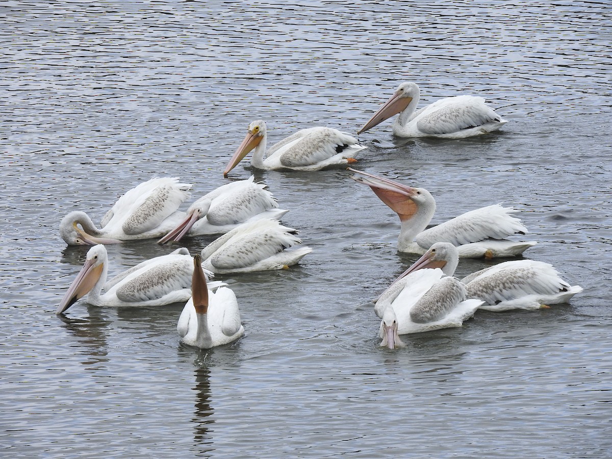 American White Pelican - Mari Migliore