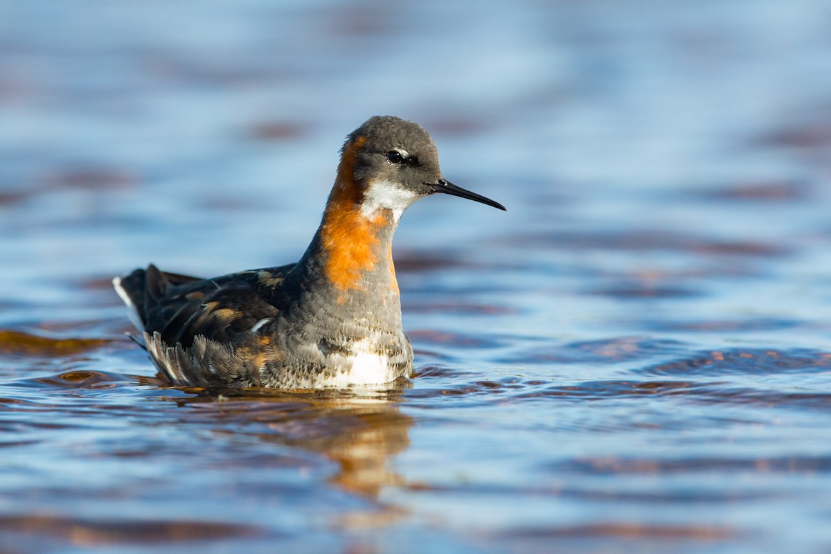 Red-necked Phalarope - Andy Butler