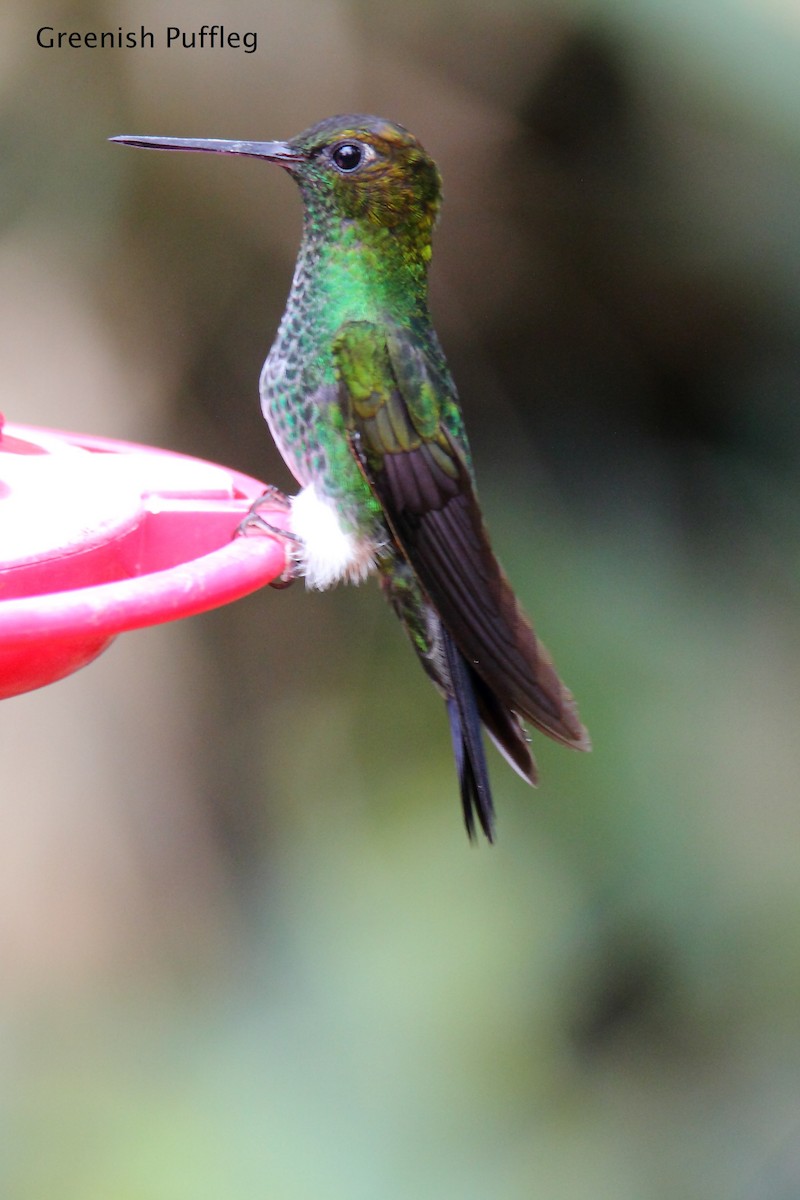 kolibřík zelenkavý - ML172168661