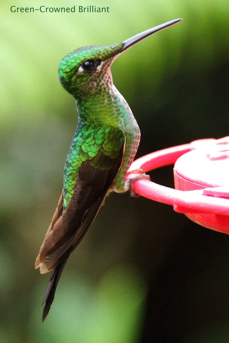 Green-crowned Brilliant - ML172168751