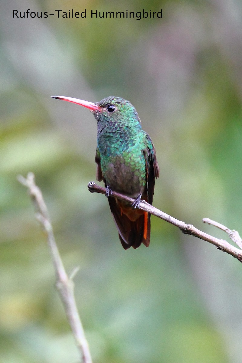 Rufous-tailed Hummingbird - ML172168971