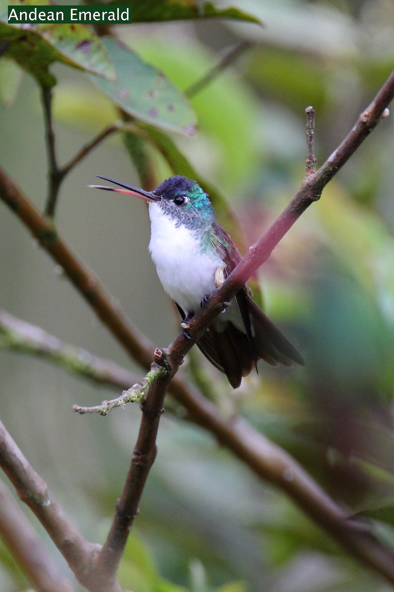 kolibřík andský - ML172169221