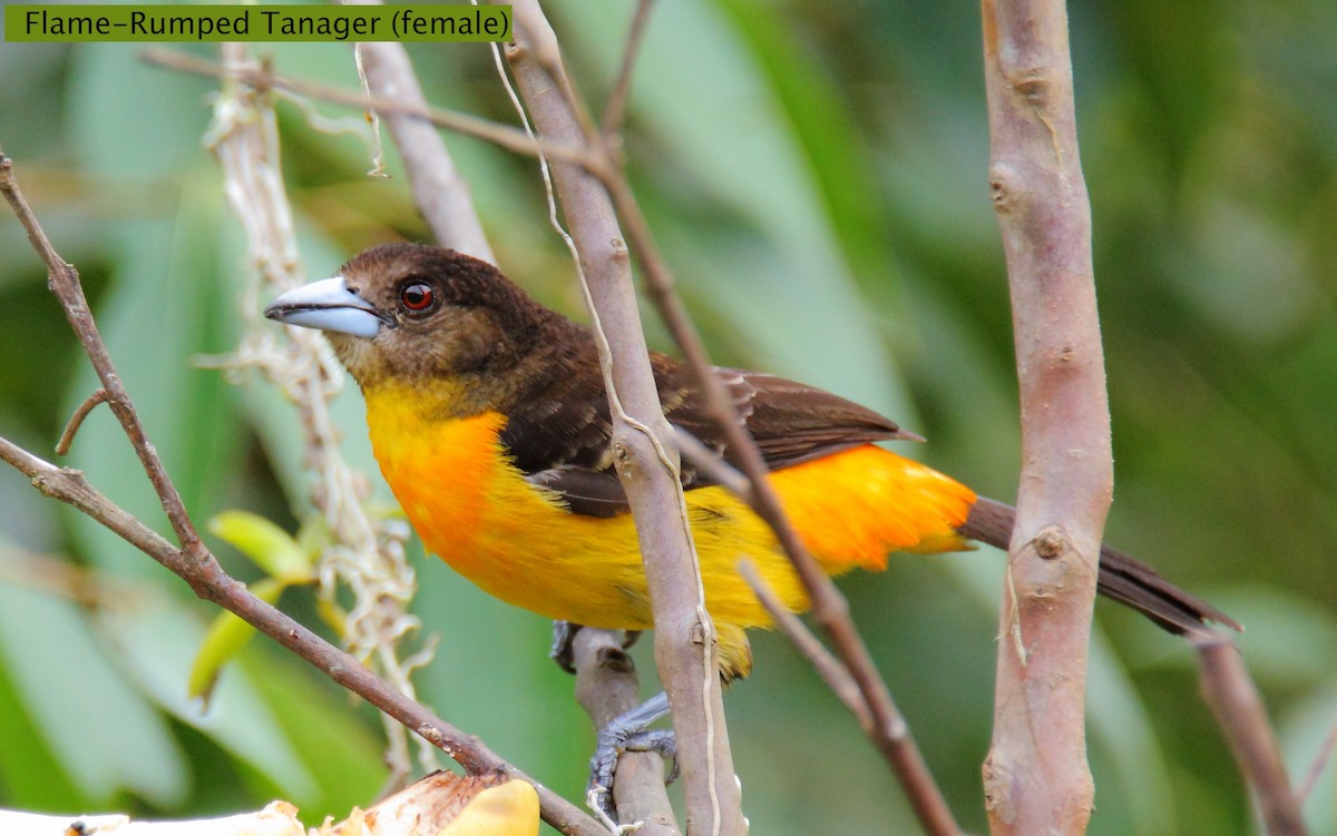 Flame-rumped Tanager (Flame-rumped) - ML172169341
