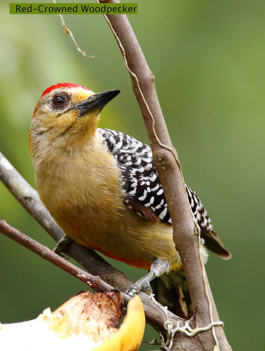 Red-crowned Woodpecker - ML172169391