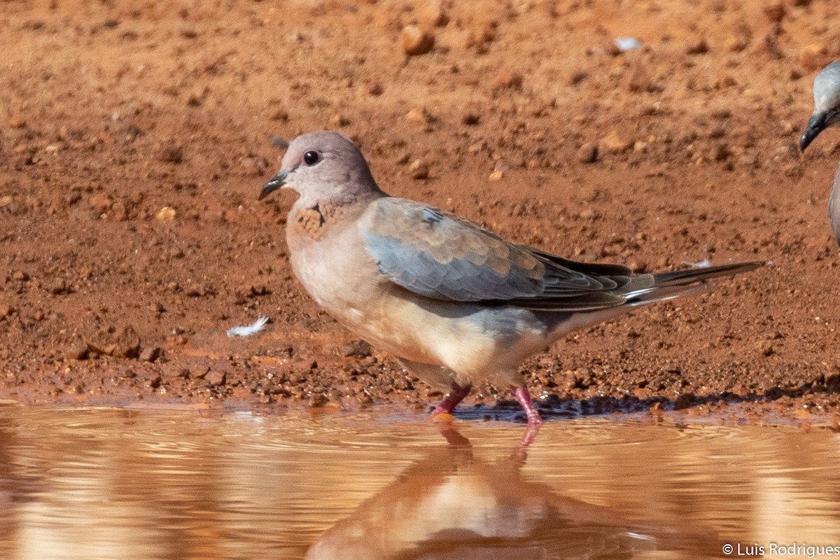 Laughing Dove - Luis Rodrigues