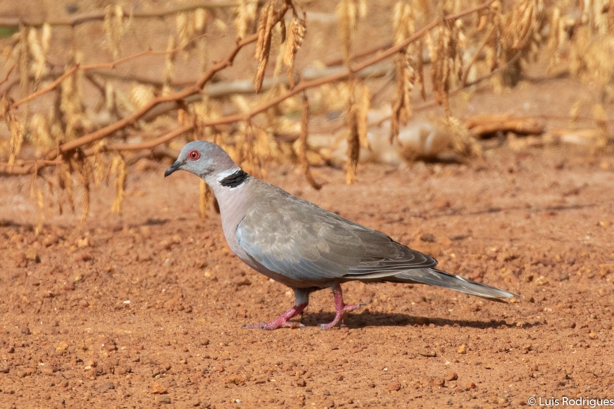 Mourning Collared-Dove - ML172173681