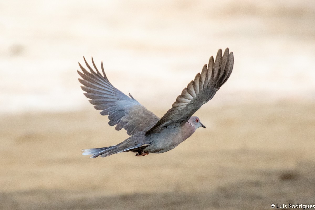 Mourning Collared-Dove - ML172173701