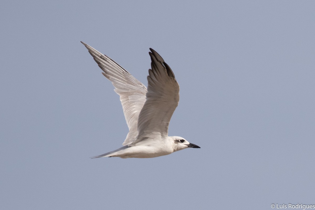 Gull-billed Tern - ML172173901