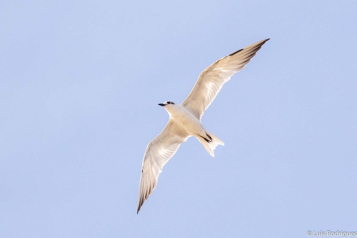 Gull-billed Tern - ML172173911