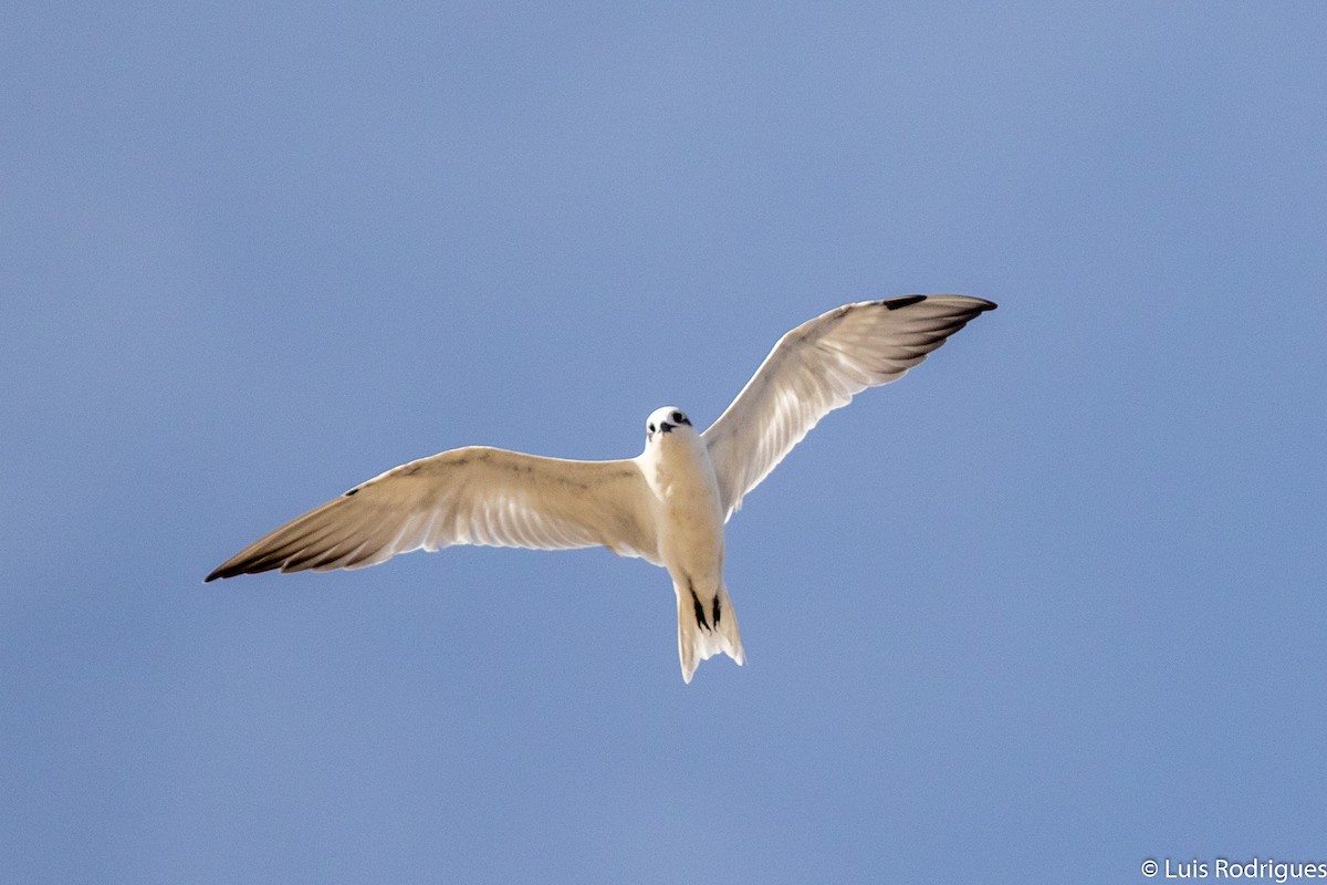 Gull-billed Tern - ML172173921