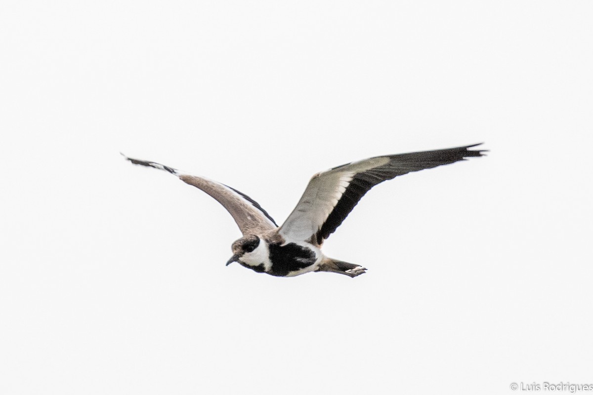 Spur-winged Lapwing - ML172174181