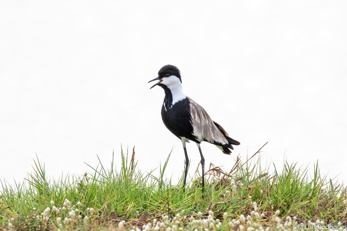 Spur-winged Lapwing - Luis Rodrigues