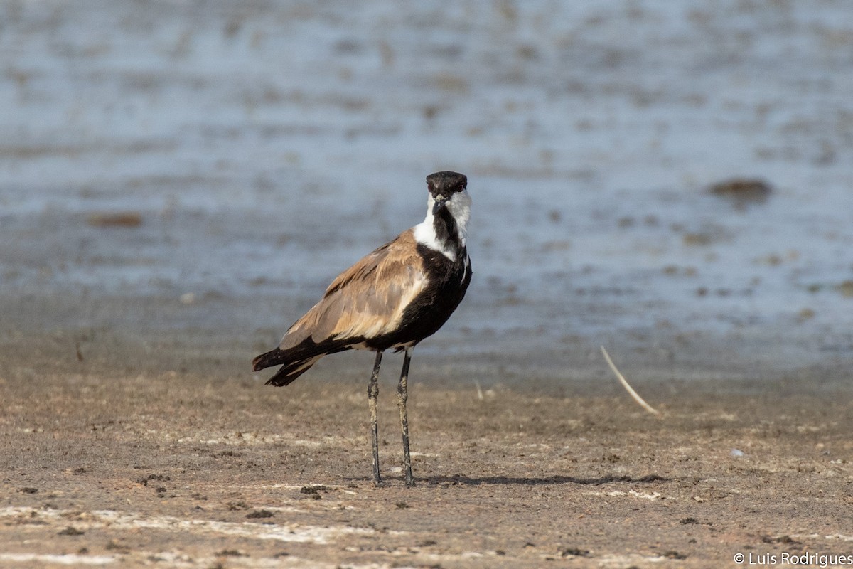 Spur-winged Lapwing - ML172174211