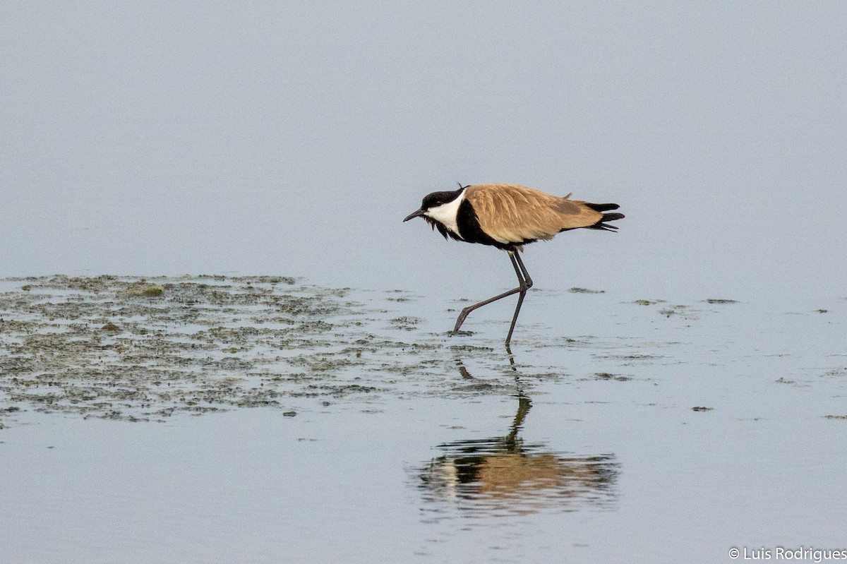 Spur-winged Lapwing - ML172174221