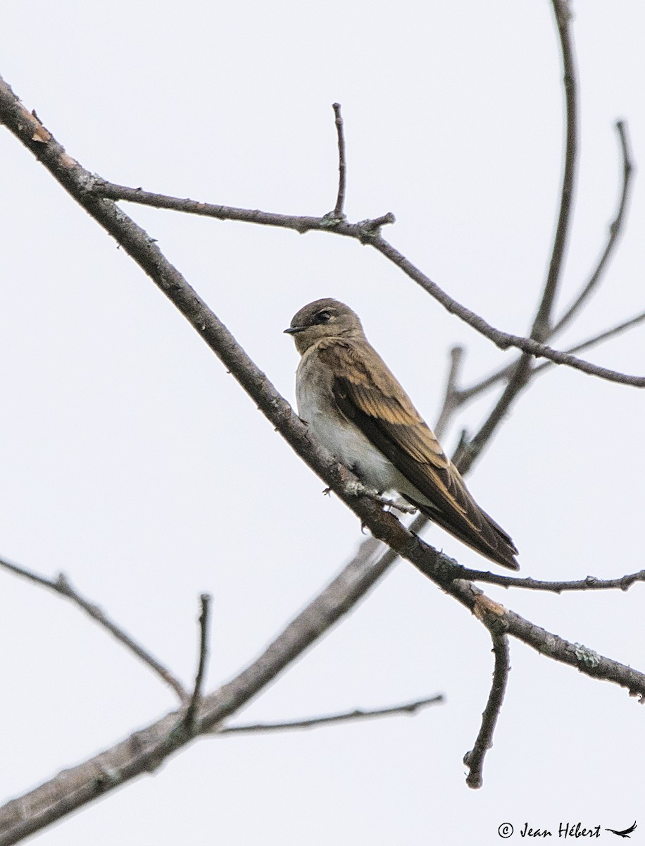 Northern Rough-winged Swallow - Jean Hebert