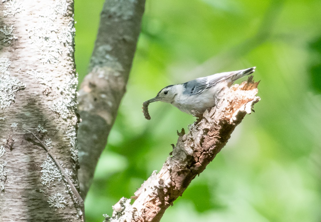White-breasted Nuthatch - Marianne Taylor