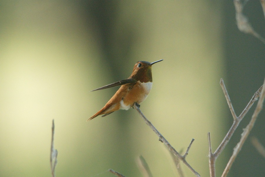Rufous Hummingbird - Sharon Lane