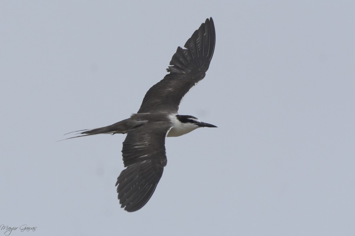 Bridled Tern - Mayur Gawas