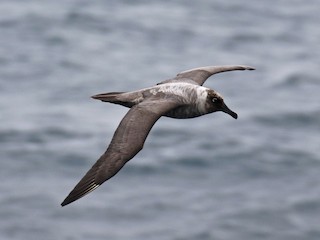  - Light-mantled Albatross