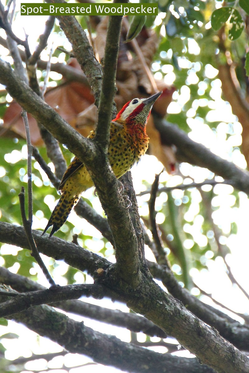 Spot-breasted Woodpecker - Butch Carter