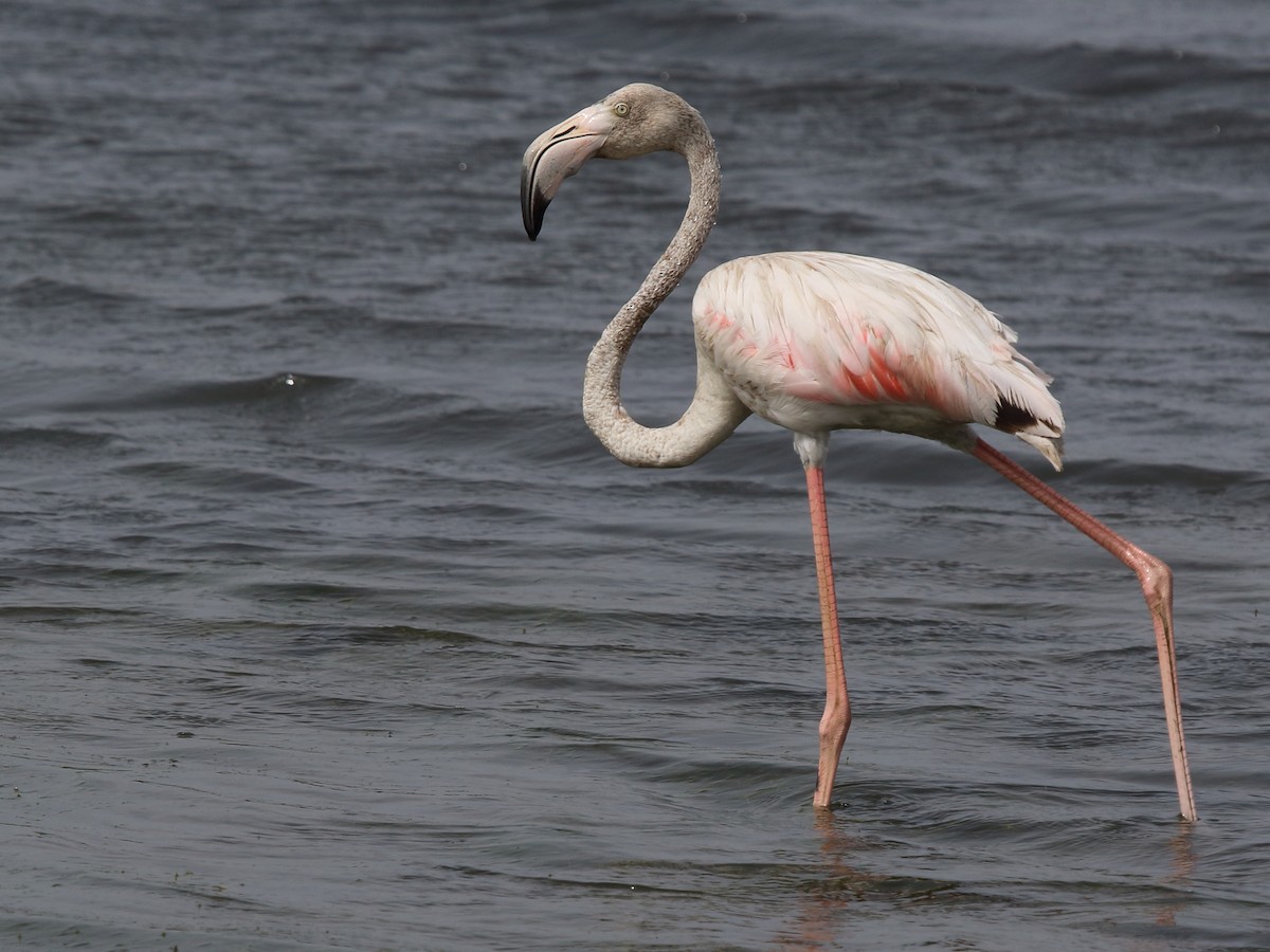 Greater Flamingo - Shekar Vishvanath