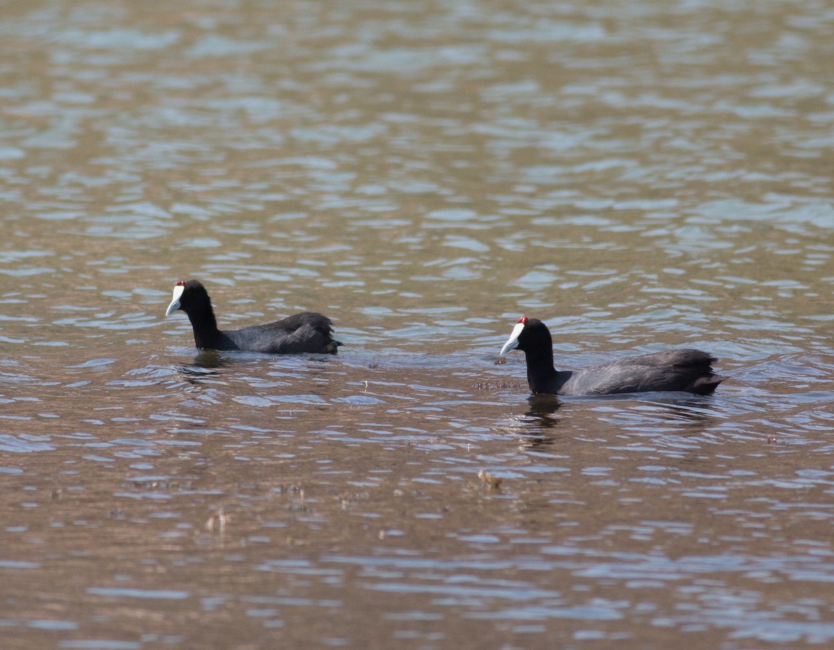 Red-knobbed Coot - Daniel Branch