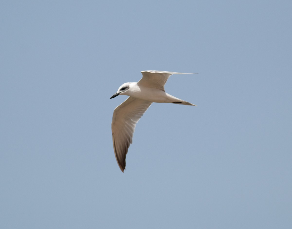 Gull-billed Tern - Daniel Branch