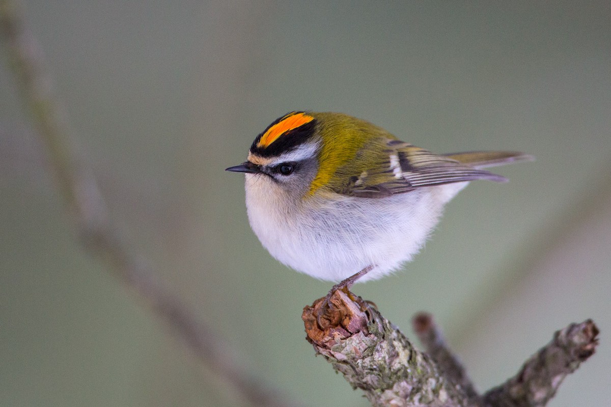 Common Firecrest - Andy Butler