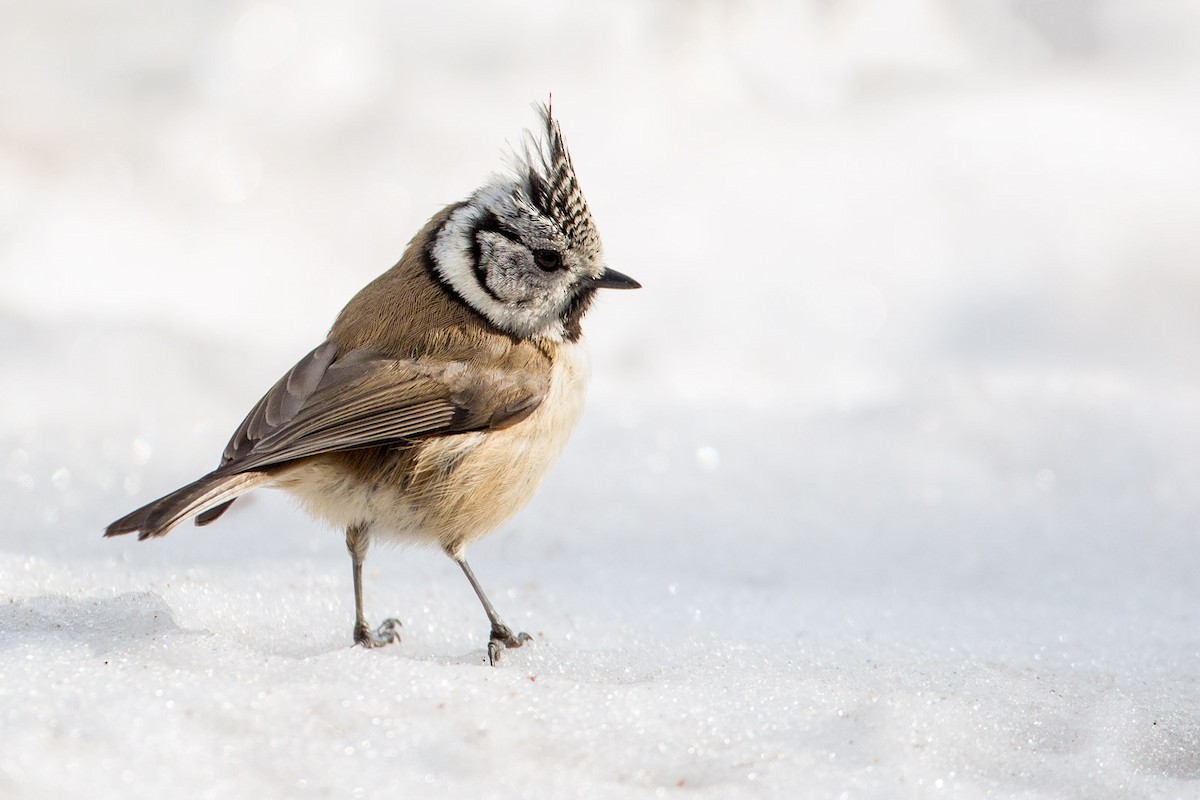 Crested Tit - ML172192771