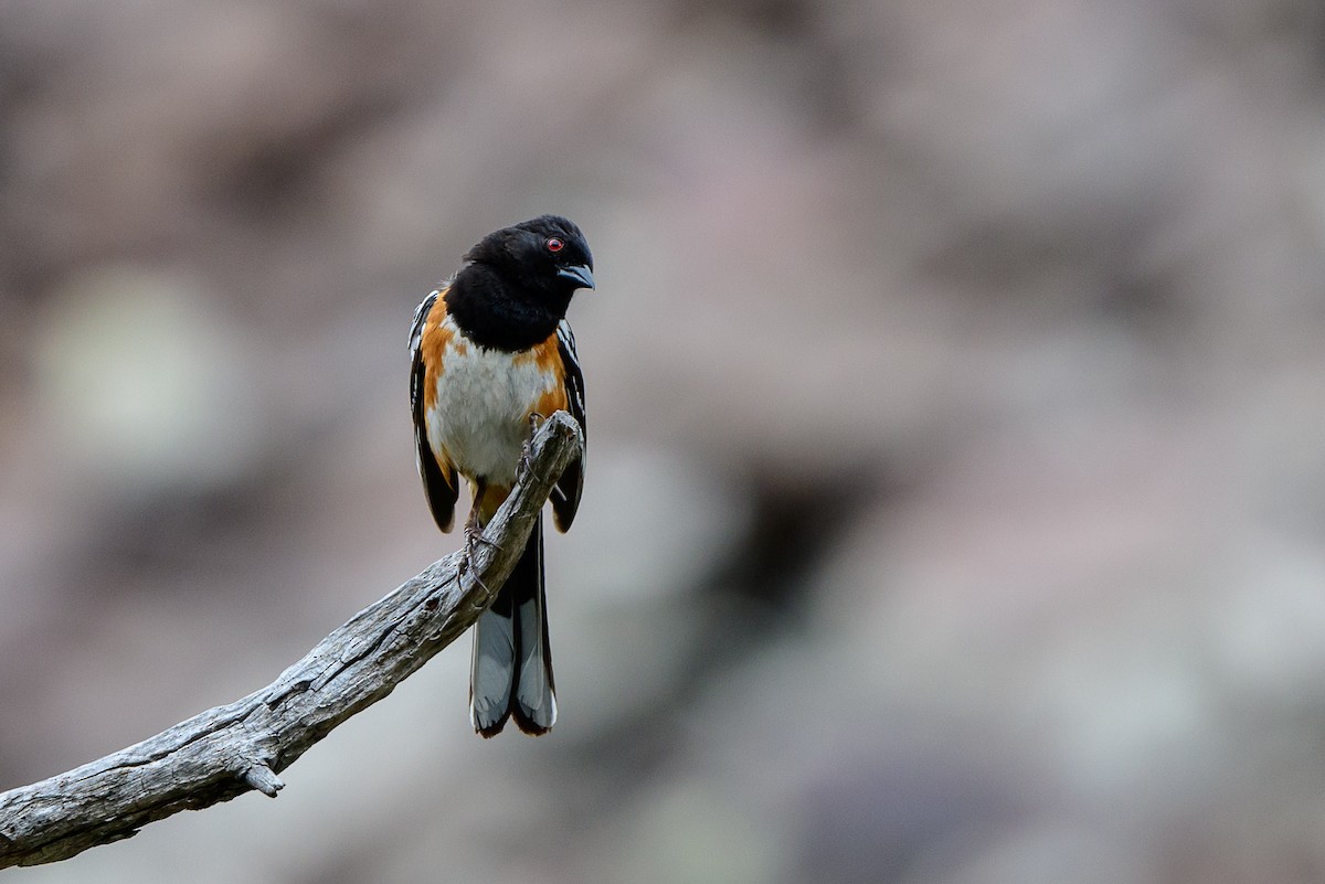 Spotted Towhee - ML172197031
