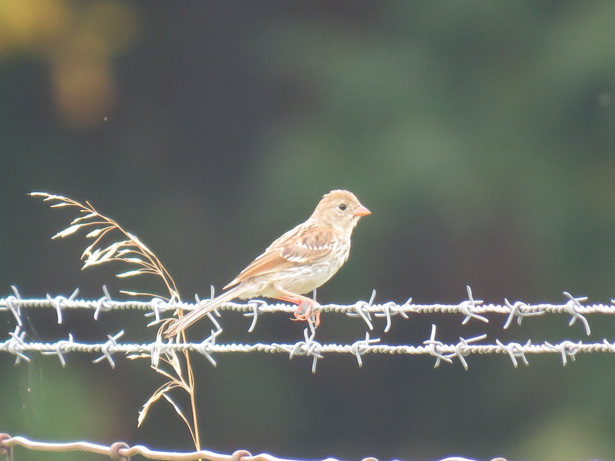 Field Sparrow - ML172198401