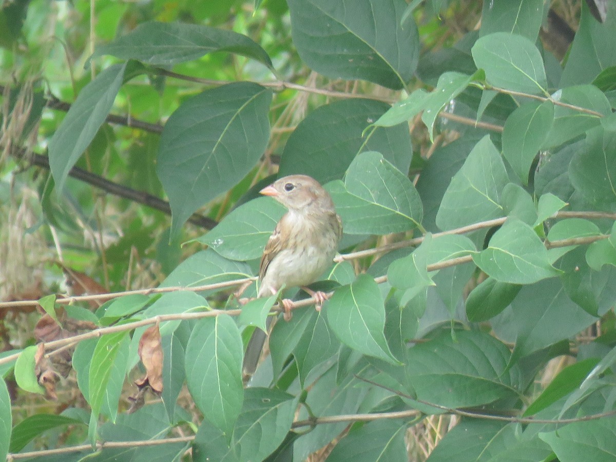 Field Sparrow - Davis Balser