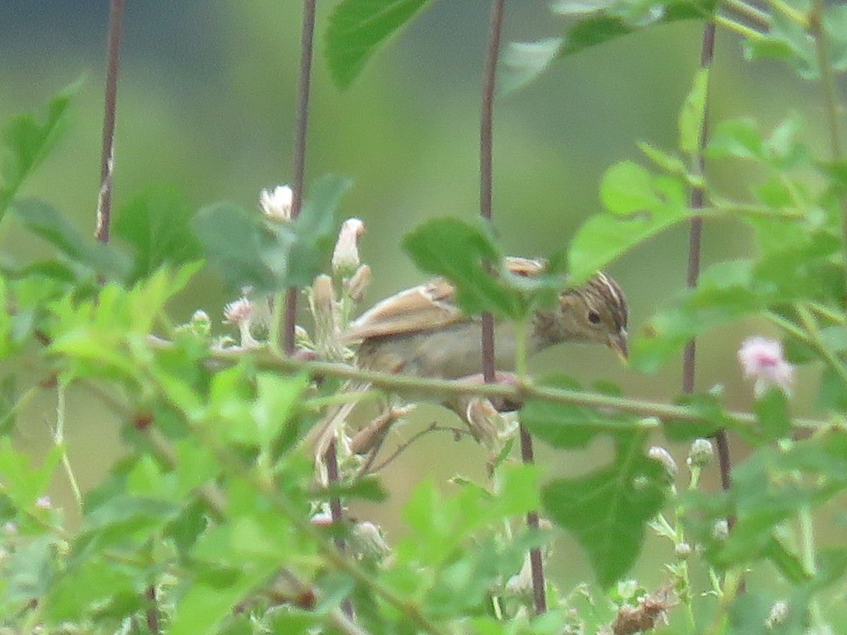 Grasshopper Sparrow - ML172198611