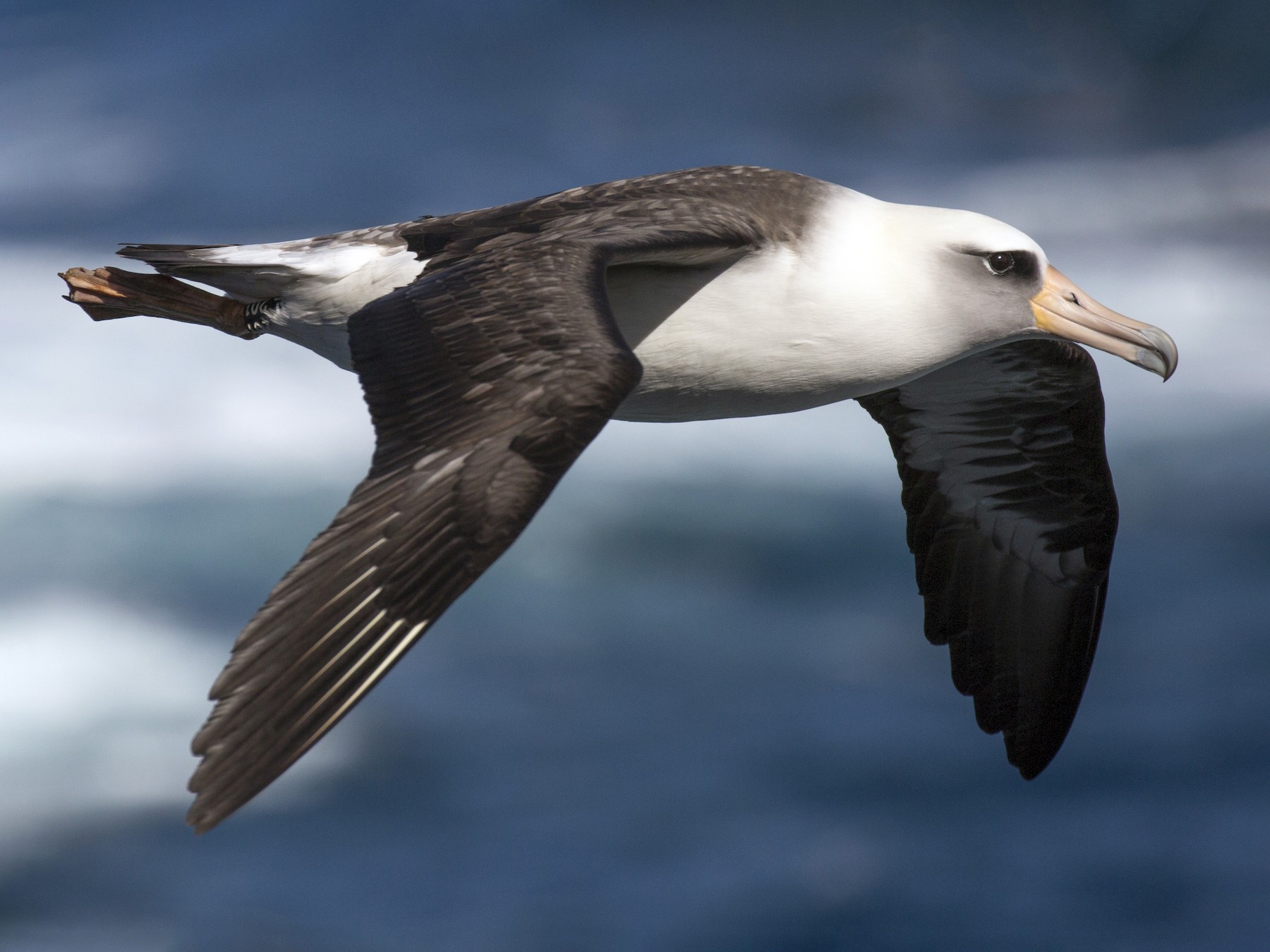 Laysan Albatross - Laura Keene