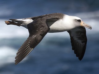 コアホウドリ - eBird
