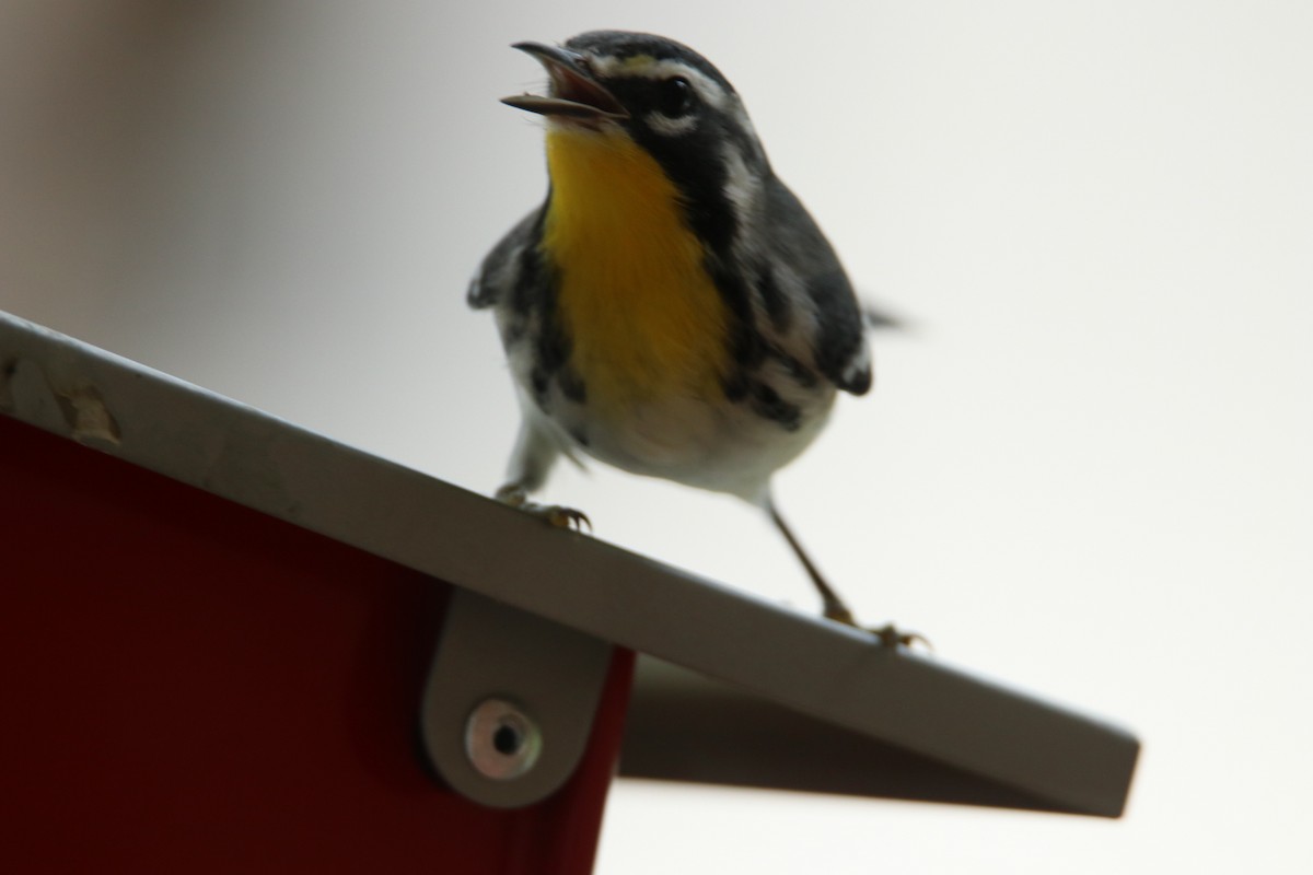 Yellow-throated Warbler - Patrick Conrad