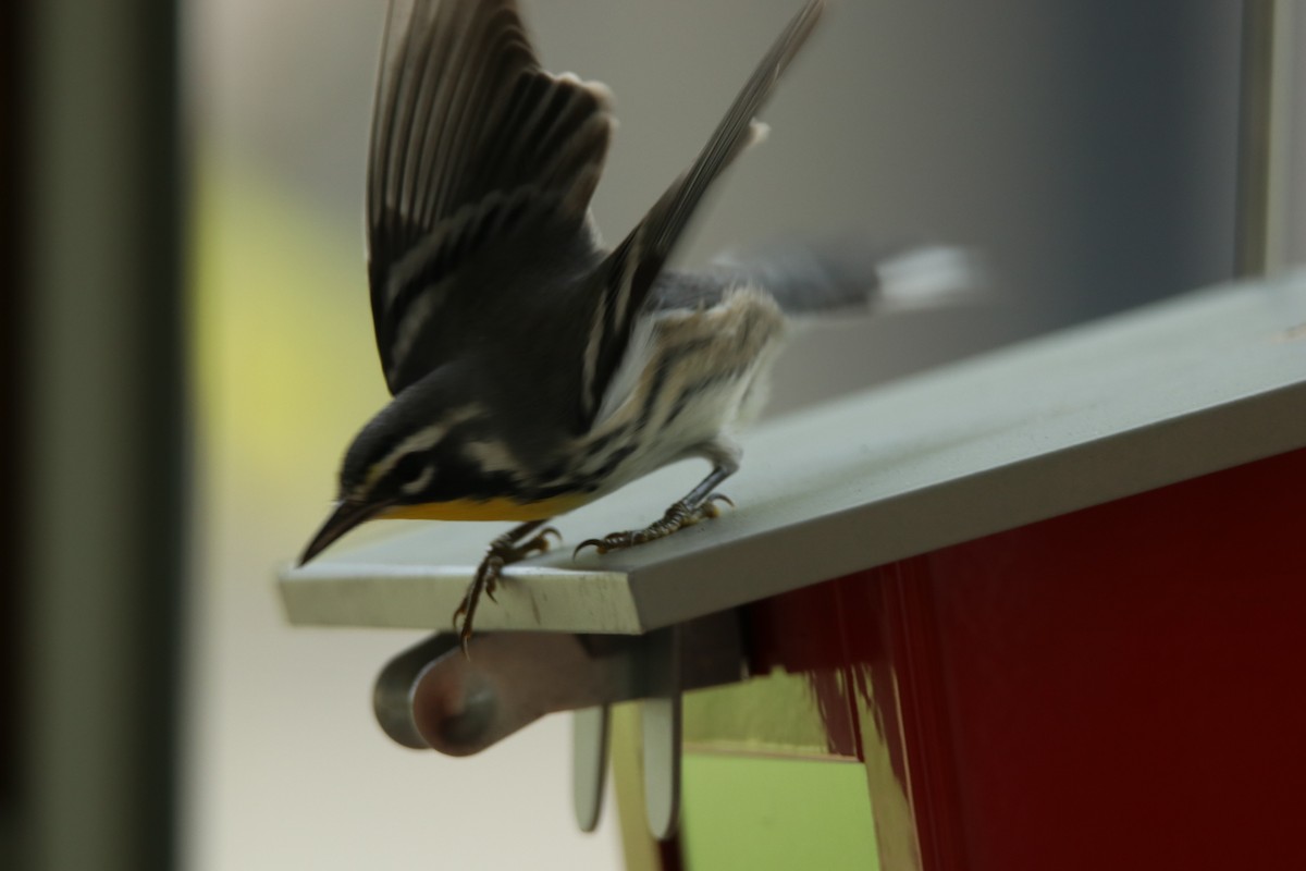 Yellow-throated Warbler - ML172200901