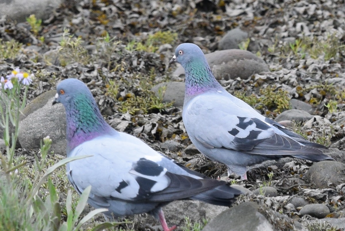 Rock Pigeon (Feral Pigeon) - ML172201151