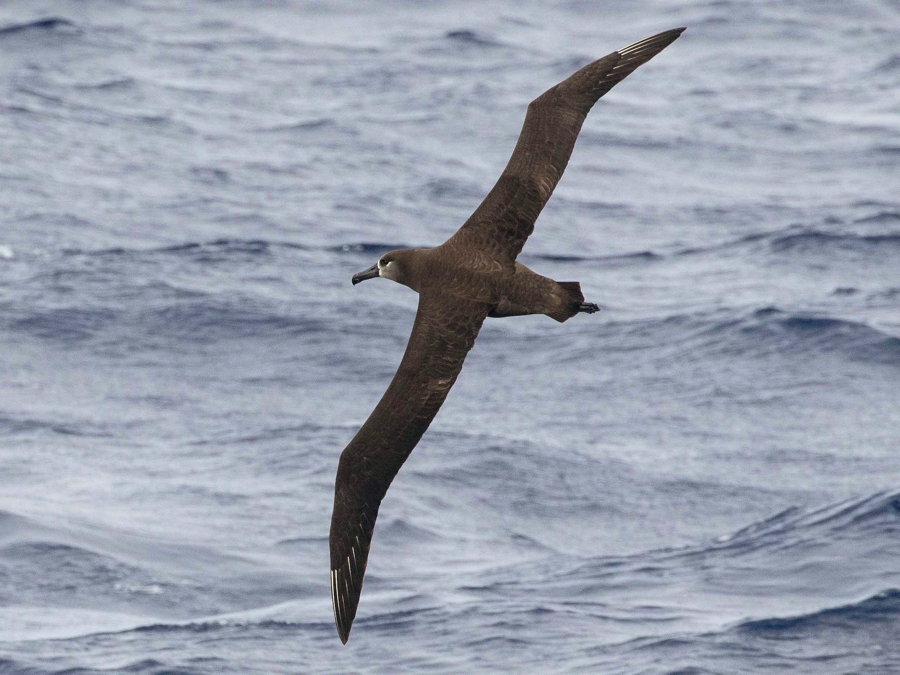 Black-footed Albatross - Eric VanderWerf