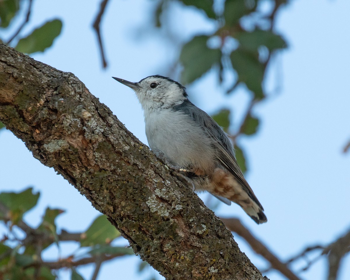 White-breasted Nuthatch - ML172204271