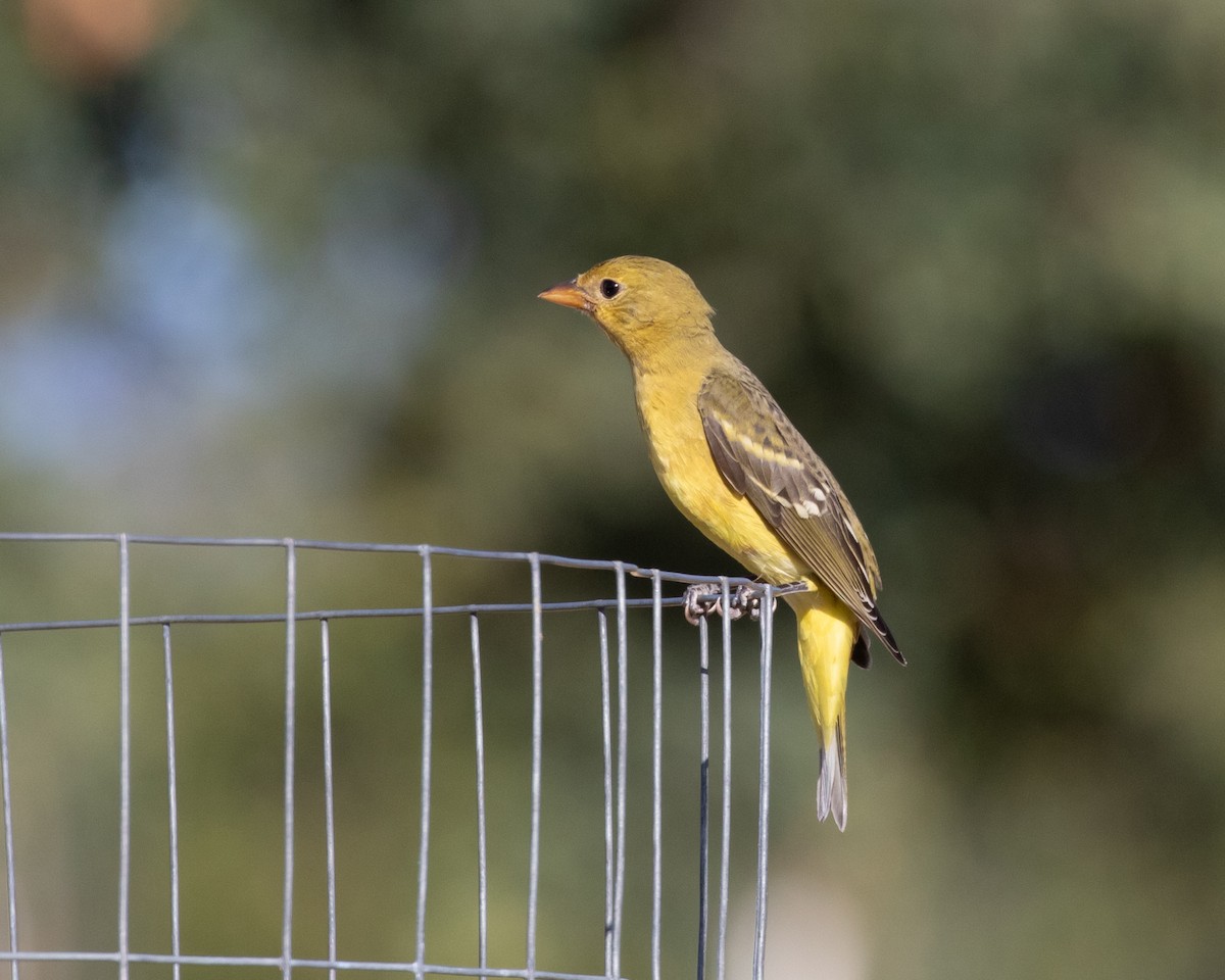 Western Tanager - ML172205011