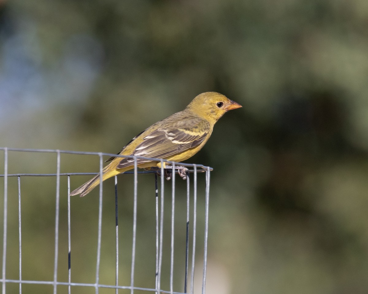 Western Tanager - ML172205021