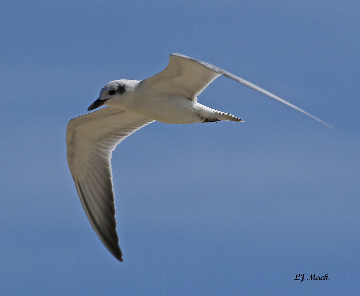 Gull-billed Tern - Linda Mack